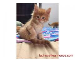 Maine Coon de souche Pure.