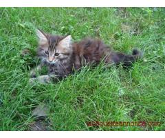 Maine Coon de souche Pure.