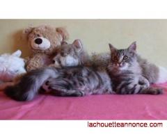CHATONS MAINE COONS loof disponibles