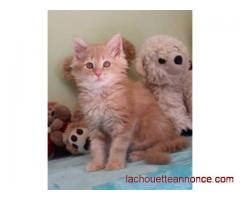 CHATONS MAINE COONS loof disponibles