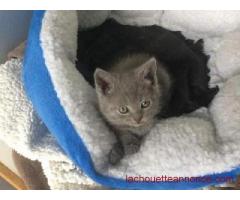 chatons Pure Race chartreux à réserver pour adoption
