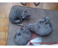 Rest 5 Cinq chatons chartreux à adopter