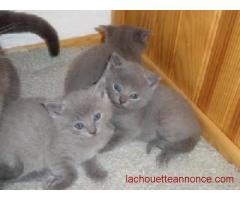 chatons Pure Race chartreux à réserver pour adoption