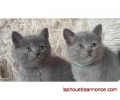 Magnifiques chatons chartreux pour adoption