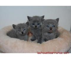 5 adorables chatons chartreux mâles et Femelles LOOF