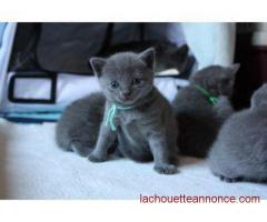 Adorables chaton Chartreux à adopter