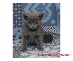 Chatons chartreux PURE RACE LOOF
