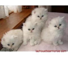 Adorables chatons persan ils sont adonner