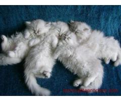 Chatons Persan Disponible