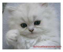 chatons persans et exotic LOOF