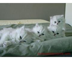 chatons persan chinchilla loof