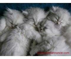 magnifiques chatons persans LOOF
