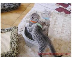 5 chatons Pure Race chartreux  pour adoption