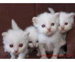 Adorables chatons sacré de birmanie