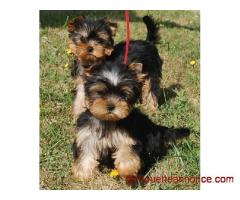Adorables chiots Yorkshire terrier a donner