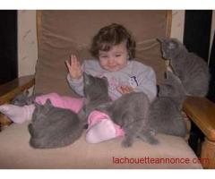 chatons type chartreux élever en famille à donner