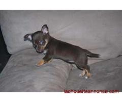 2 adorables chiots chihuahua chocolat à donner