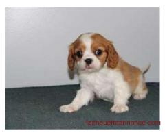 Donne chiot cavalier king charles