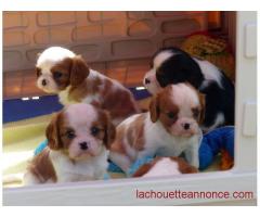 Adorables chiots Cavalier King Charles Spaniel pour adoption