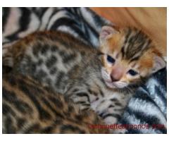 donne Superbes Chatons Bengal