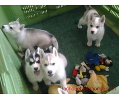 Superbe Petit Chiots Husky de Sibérie