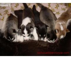 5 chiots Husky Sibérien adonner
