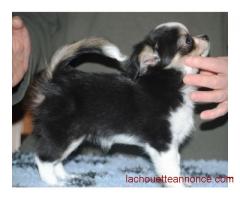 deja disponible pour adoption 5 chiots Husky Sibérien adonner