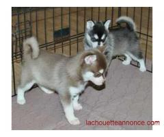 Mes tous petits chiots husky siberien disponible pour adoption contre soins
