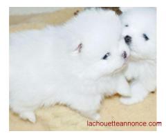 Chiot Spitz nain femelle