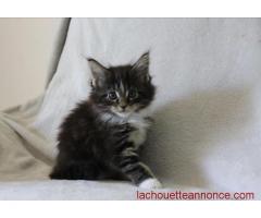 A Donner Chaton type Maine Coon Femelle