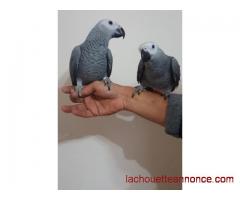 perroquets gris africains masculins et féminins à vendre