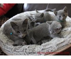 Superbes chatons bleus russes à vendre