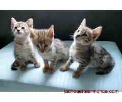 Fabuleux chatons de savane prêts à la vente
