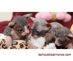 SUPERBE CHATONS SPHYNX
