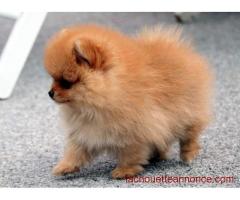 Chiot type spitz allemand non lof a donner