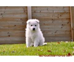 A donner chiot type blanc suisse femelle