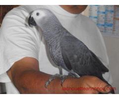 A donner ADORABLE perroquet Gris du Gabon FEMELLE très gentil