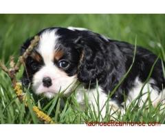 A donner Chiot Cavalier King Charles