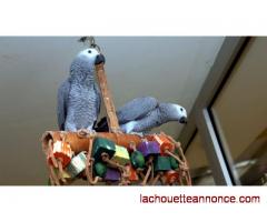 perroquets Gris du Gabon