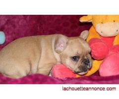 A DONNER Chiot Bouldogue Francais