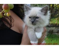 Jolie sacré birmanie femelle A DONNER