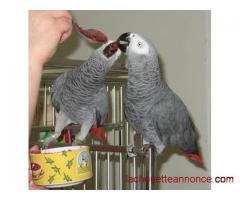 Superbe Couple de Perroquets Gris du Gabon