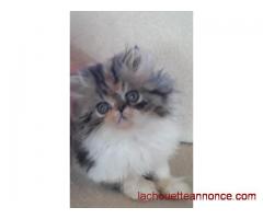 adorables chatons type persan