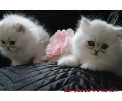 adorables chatons type persan