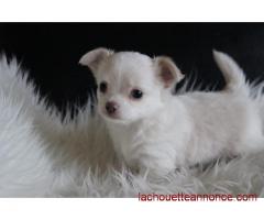 Offre jolie chiot femelle chihuahua