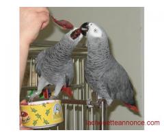 Couple de perroquet Type Gris du Gabon
