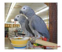Magnifique couple perroquet gris du gabon