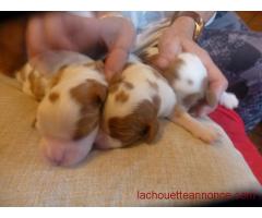 chiots Cavalier King Charles .Disponible