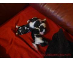 chiots Cavalier King Charles .Disponible