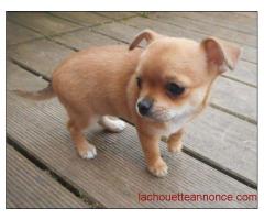 Superbes Chiots Chihuahua Pure Race Poils Courts Taille Stand